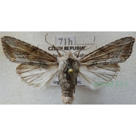 Egira conspicillaris (Linnaeus, 1758) Gaszka zorzyca Czech71h